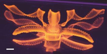 Harvard wetenschappers ontwikkelen 4D-printen