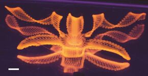 Harvard wetenschappers ontwikkelen 4D-printen