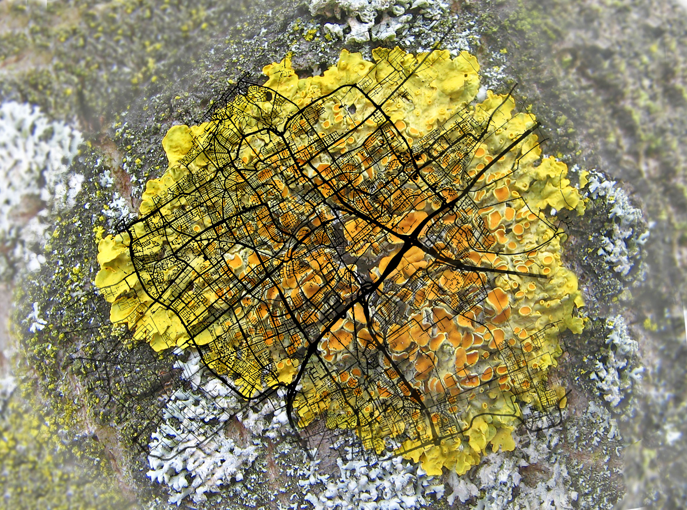 Reparing with Lichen